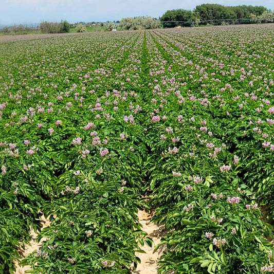 Idaho Famous Jumbo Russet Potatoes (4 each)