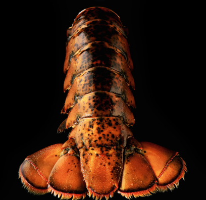 Maine Large Lobster tail