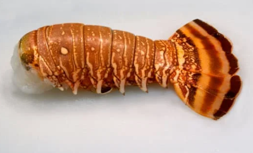 Bahamian Large Lobster tail