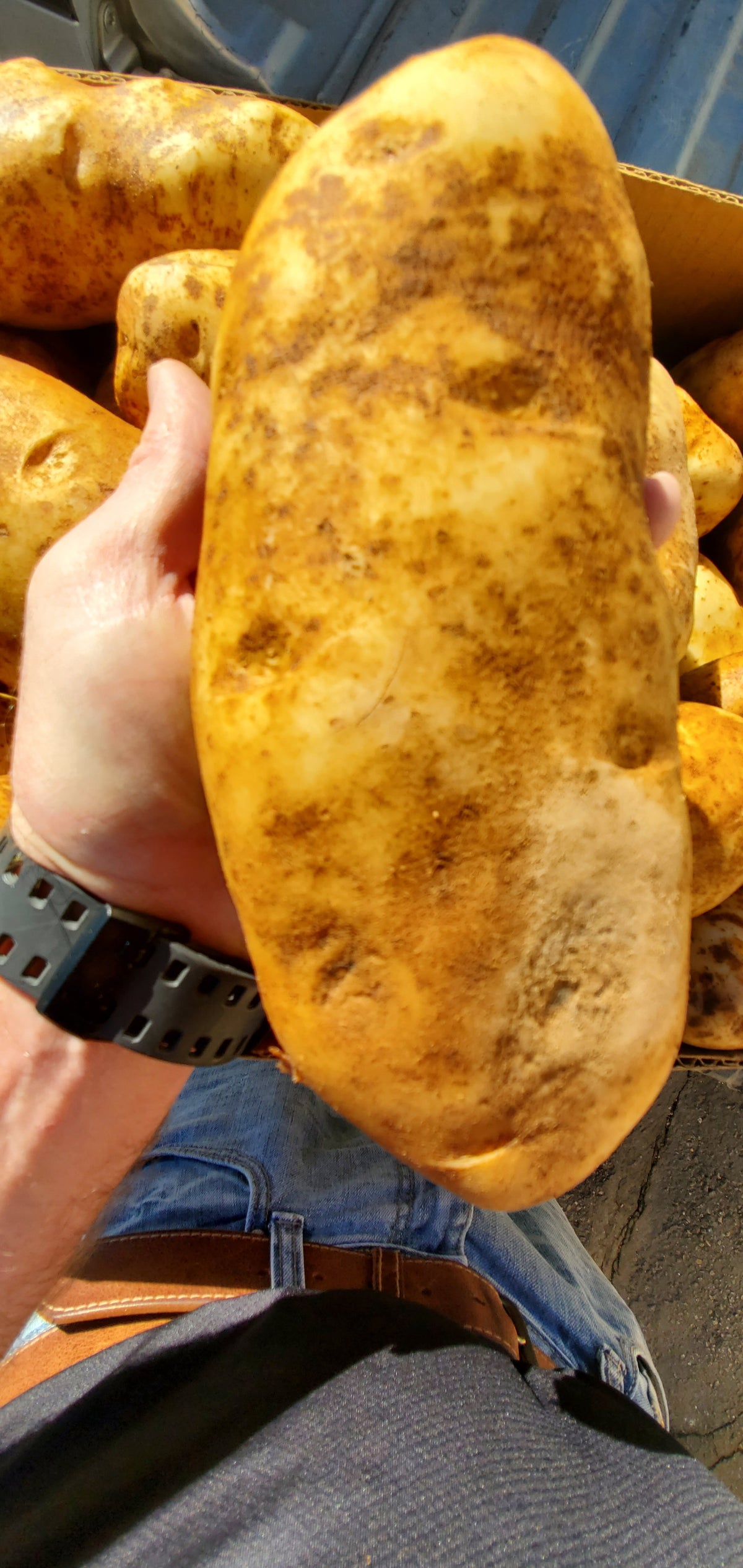 Large Rustic Potato 10- Jumbo Russet Potatoes – Meat and Potato Company